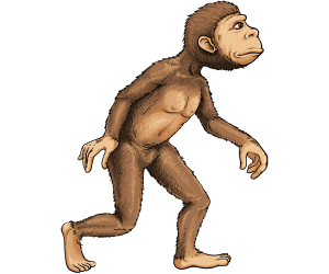 Pierwszych hominidów dwunożny, Australopithecus Gra