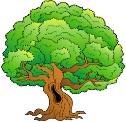 Starego Dąb ostrolistny, wiecznie zielone drzewo Gra