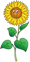 Słonecznika, kwiat który wydaje się za słońcem Gra