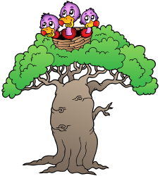 Baobab, drzewo z Afryki, Azji i Australii Gra